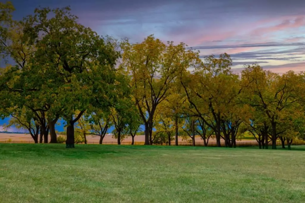 The Grove Green Space