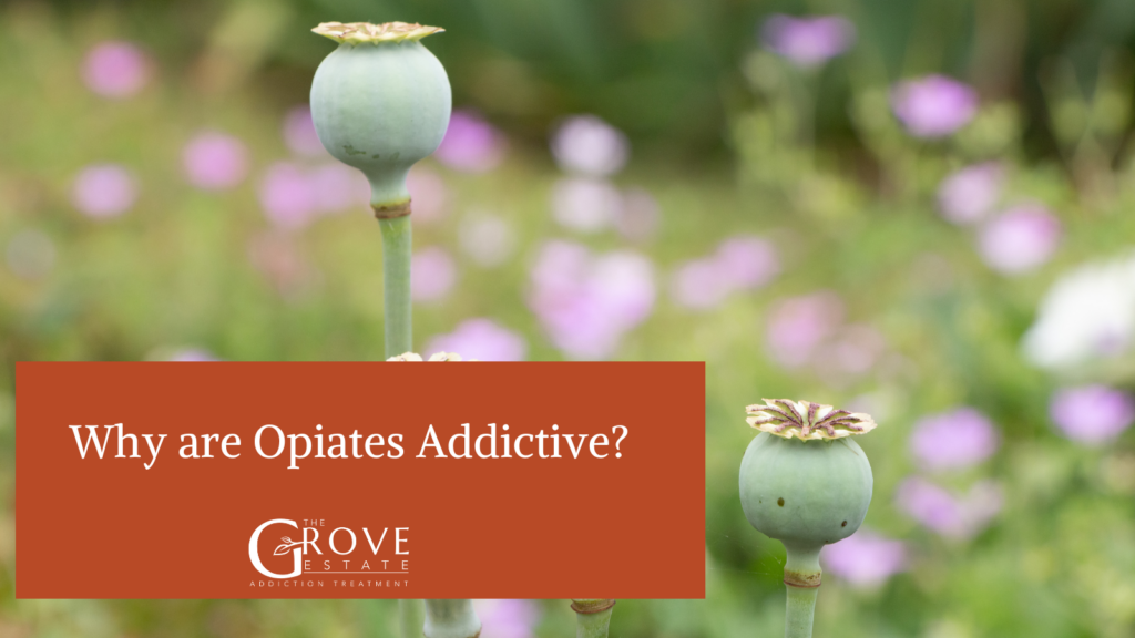 What is Opiate Addiction?