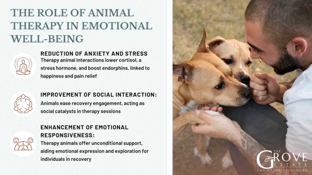 What is The Role of Animal-assisted Therapy in Enhancing Emotional Well-Being?