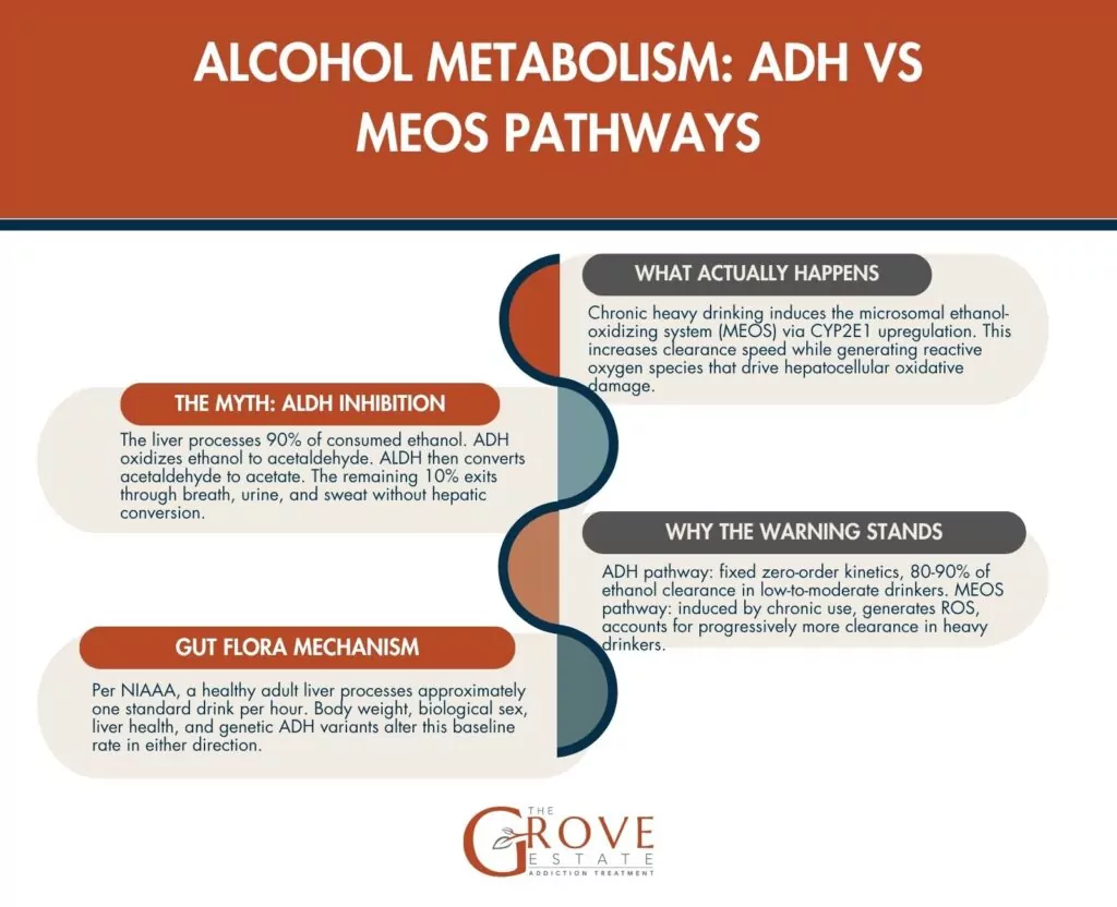 does drinking water lower bac faster Alcohol Metabolism Rate: How the Body Processes Alcohol