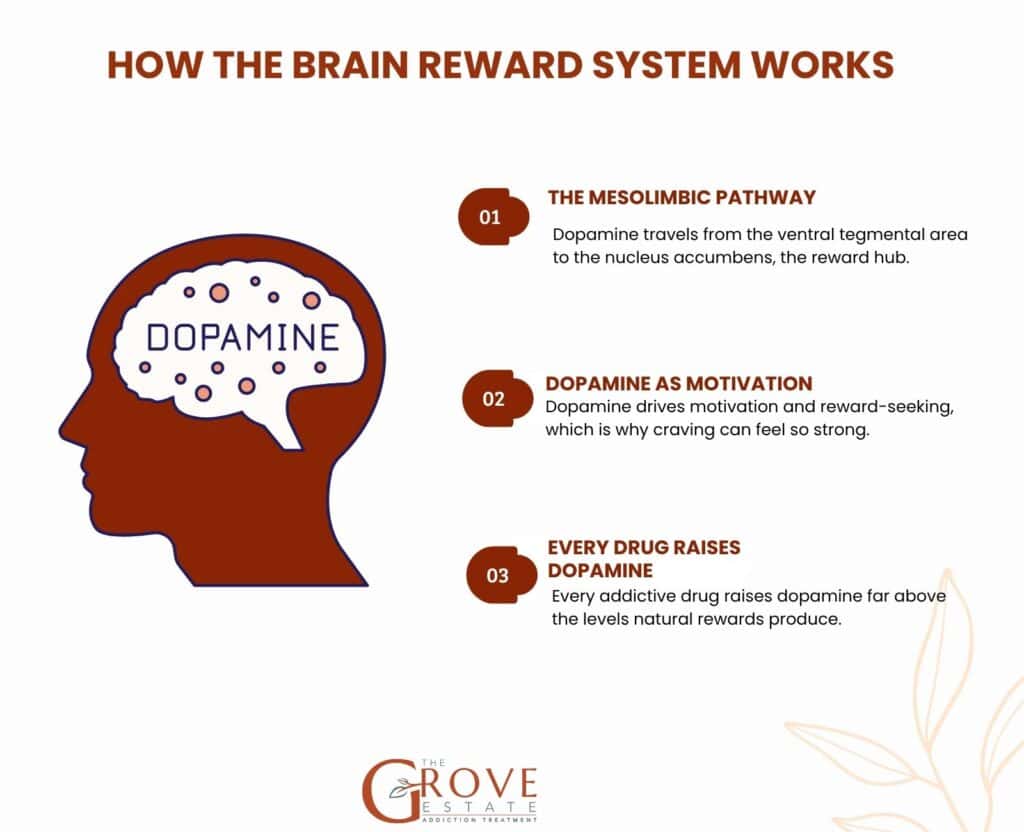 How the Brain Reward System Works