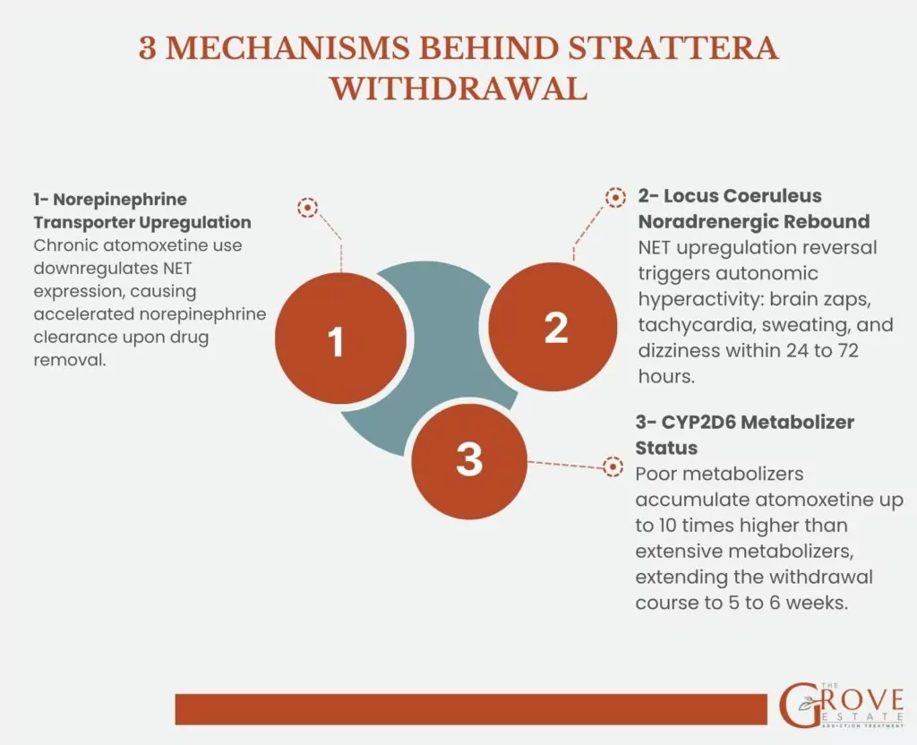 Strattera withdrawal occurs through three mechanisms